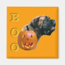 Search for apricot magnets Dog