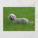 Search for wire haired postcards Dachshund
