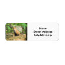 Search for fox labels Nature