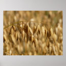 Search for oats posters Farming