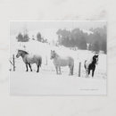 Search for horse ranch postcards Nature