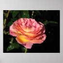 Search for hybrid tea rose posters Garden