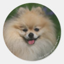 Search for pam stickers Head and shoulders