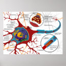Search for neuron posters Nerve
