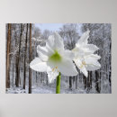 Search for amaryllis posters White