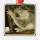 Search for queensland christmas tree decorations Tourism