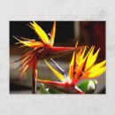 Search for colorful leaves postcards Leaf