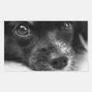 Search for puppy face stickers Pets