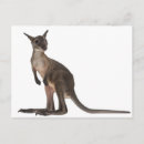 Search for wallabies postcards Marsupial