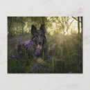 Search for german shepherd postcards Flowers