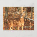 Search for deer buck postcards White tailed deer