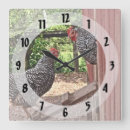 Search for chicken clocks Coop