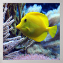 Search for fins posters Aquatic