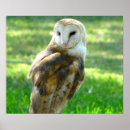 Search for barn owl posters Owls