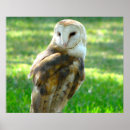 Search for barn owl posters Birds