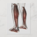 Search for tissue postcards Human anatomy