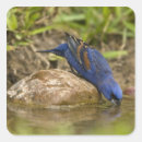 Search for bird seeds stickers Cardinal