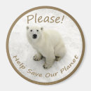 Search for global magnets Bear