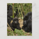 Search for mountain gorillas postcards Africa