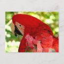 Search for macaw parrot postcards Parrots