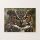 Search for great horned Owls