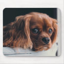 Search for king charles spaniel mousepads Puppies