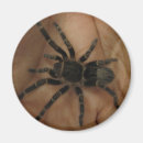 Search for tarantulas magnets Spider