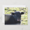 Search for black lamb postcards Farm