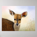 Search for antelope africa posters Nature