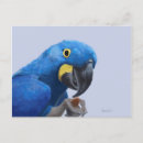 Search for blue hyacinth postcards Macaw