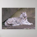 Search for white tiger art Home