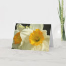 Search for happy spring photo cards Daffodil