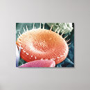 Search for microscope art Biology