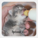 Search for tabby cat kitten stickers Animal