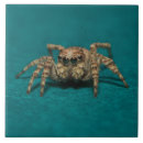 Search for arachnids tiles Nature