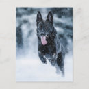 Search for wolf lover postcards Dog