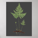 Search for root photography Plant