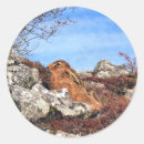 Search for hare stickers Wild animal