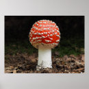 Search for agaric posters Mushroom