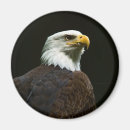 Search for bald eagles magnets America