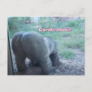 Search for gorilla postcards Humour