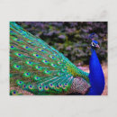 Search for indian peafowl postcards Animal
