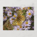 Search for aster postcards Nature
