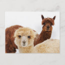 Search for alpacas postcards Brown