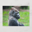 Search for lowland postcards Animal
