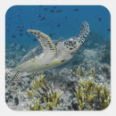 Search for komodo stickers Komodo national park