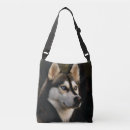 Search for huskies accessories Malamute