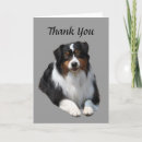 Search for australian shepherds cards Herding dog