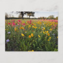 Search for coreopsis postcards Flora