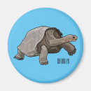 Search for tortoise magnets Shell